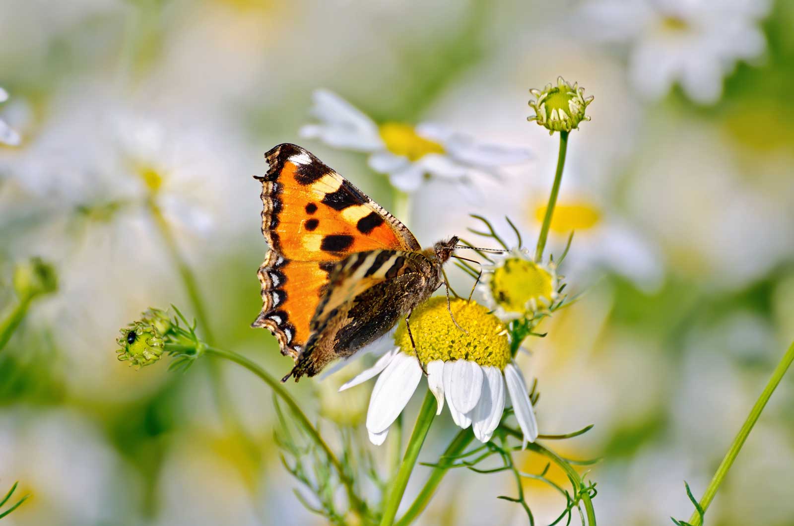 butterfly-orange-on-a-camomile-8CQLNGJ_1600_1060